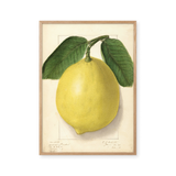 citrus limon