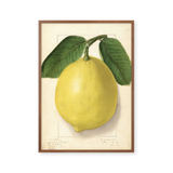 citrus limon