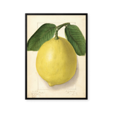 citrus limon