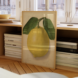citrus limon