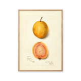 lemon guava