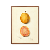 lemon guava
