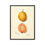 lemon guava