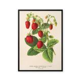 rêve de fraise