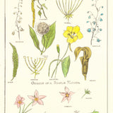 Organs of a simple flower