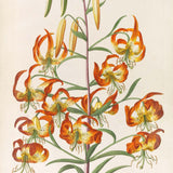 Plantae selectae