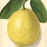citrus limon