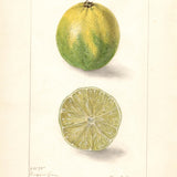 Key lime