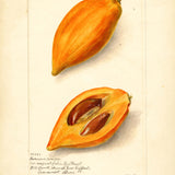 Canistel