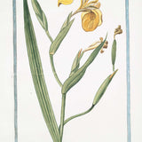Golden Iris