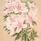 azalea blomst