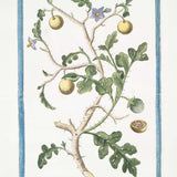 Purple Nightshade