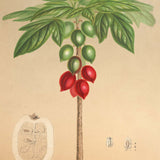 vasconcellea monoica