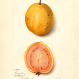 lemon guava