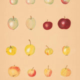 Apples of Caucasus
