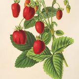 rêve de fraise