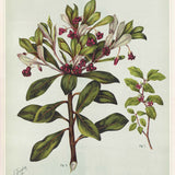 Pittosporum in Bloom