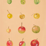 Apples of Middle Asia