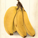 Musa acuminata