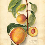 Prunus persica