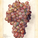 Fresh grapes