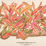 alternanthera colours